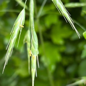 イヌムギ,雑草,多年草,野生化,牧草の画像