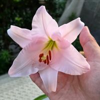 ユリ,ササユリ,球根,球根植物,花のある暮らしの画像
