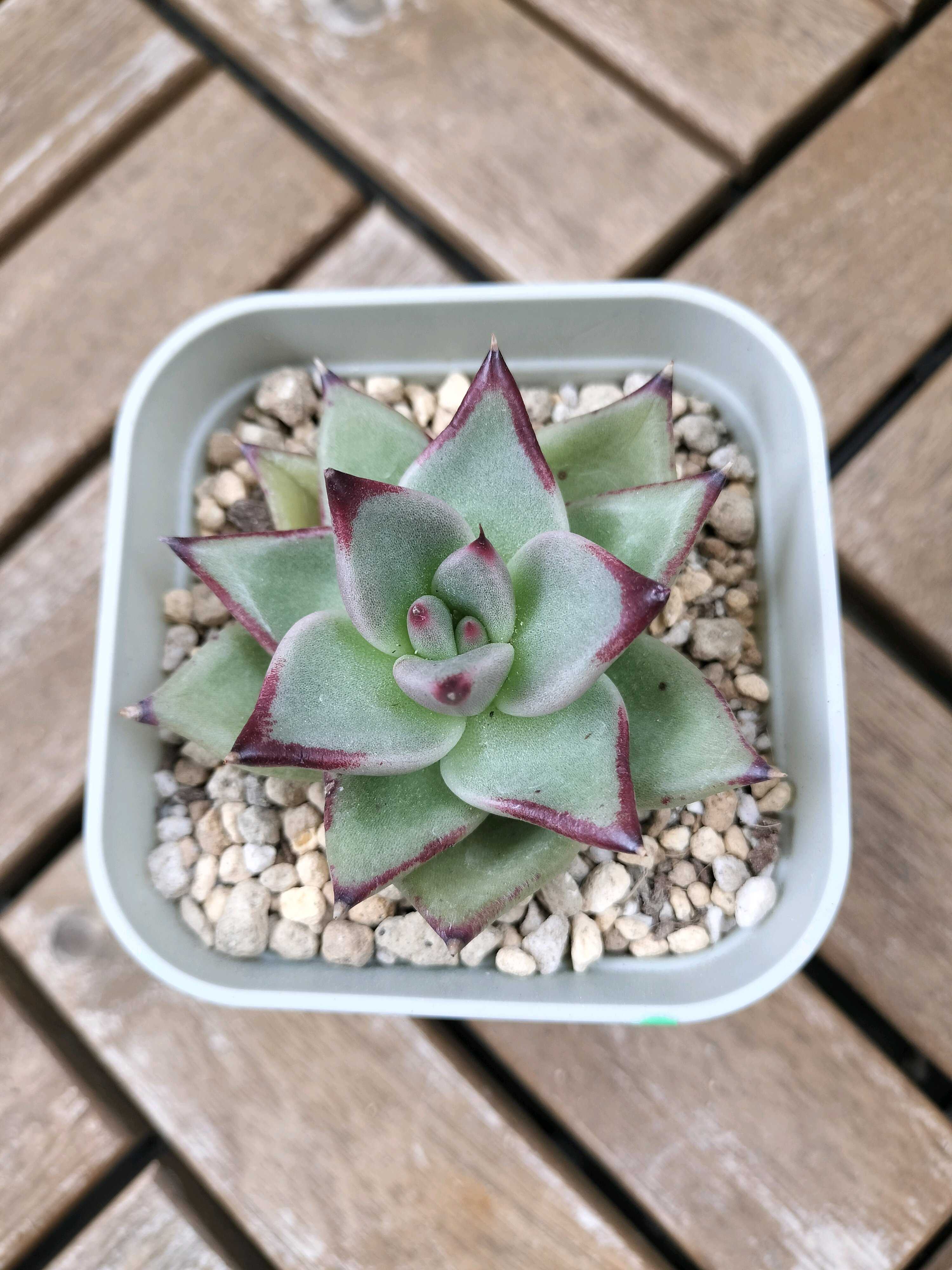 アメジスチヌムの成長記録💗💗｜🍀GreenSnap（グリーンスナップ）