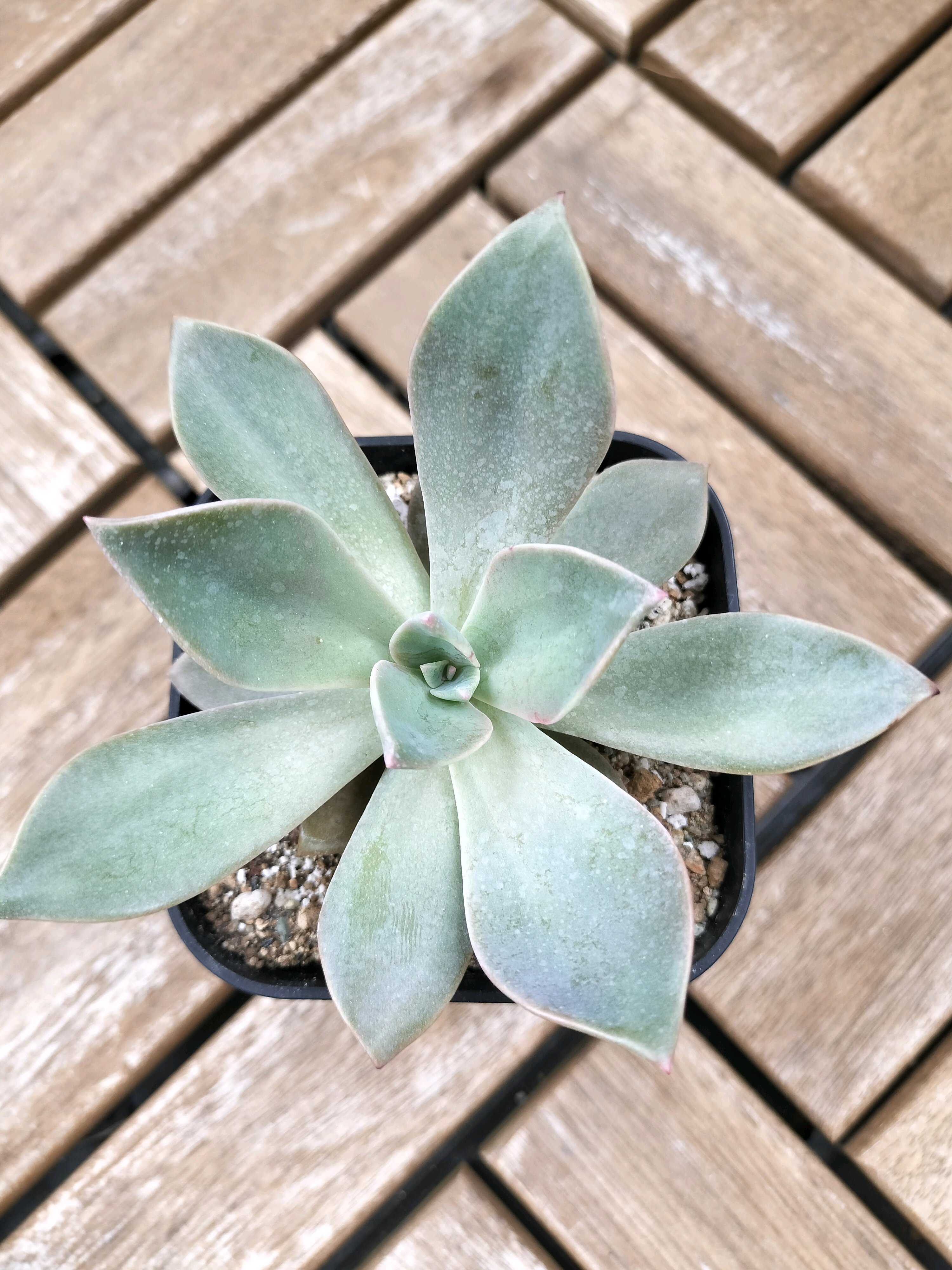 多肉植物☆アルブカ フミリス開花苗☆花はバニラの香り☆耐寒性多年草