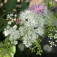 アジサイ,カルーナ,ゲンペイシモツケ,常緑低木,花木の画像