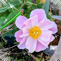 カランコエ,シャクヤク,バラ,ブラシノキ,ヘメロカリスの画像