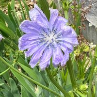 チコリ,可憐な花,明日はきっと良い日になる,2019同期,いつも心に太陽をの画像
