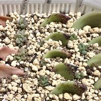オパリナ,桃太郎,ピンクプリティ,多肉植物,葉挿しの画像