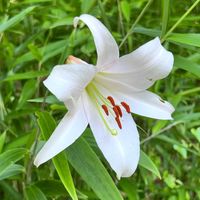 ササユリ,可憐な花,白い恋人達,明日はきっと良い日になる,2019同期の画像