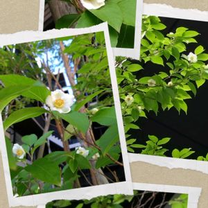 マユミ,ヤマボウシ,ヒメシャラ,リューカデンドロン,イジュの画像