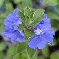アメリカンブルー,アメリカンブルー,散歩道,鮮やかな花,水曜日は水色の画像