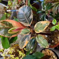 フィカス・ティネケ,ティネケの新芽,新芽,剪定後,生育旺盛の画像