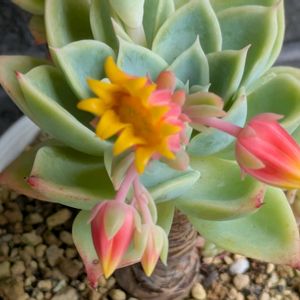 多肉植物,葉挿し,多肉寄せ植え,実生苗,葉挿しっ子の画像