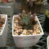 ブーゲンビリア,モウセンゴケ,ハオルチア,ハオルチア,ハオルチアの画像