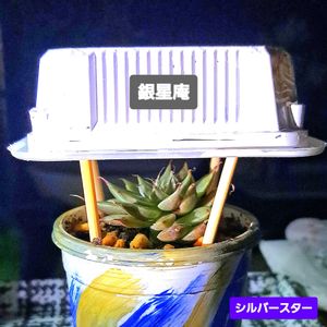 シルバースター,東屋(あずまや),ダイソー,エケベリア属,植物男子ベランダーの画像