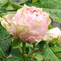 アリエッタ,バラ　マロンフォレスト,花のある暮らし,植物のある暮らし,植中毒の画像