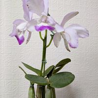 カトレア,洋ラン,エラー花の画像