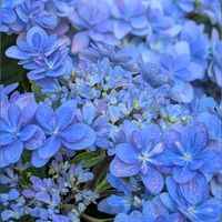 アジサイ,ハイドランジア,アジサイ 佳澄の画像