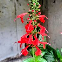 サルビア,シロタエギク,オステオスペルマム,カンザシイヌホオズキの画像