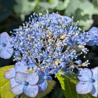 山あじさい,紫陽花　ハイドランジア,紫陽花　ハイドランジア,紫陽花　ハイドランジア,ウズアジサイ(おたふくあじさい)の画像