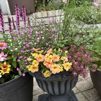 アリッサム,カリブラコア,サルビアネモローサカラドンナ,霞草ジプシー,花のある暮らしの画像