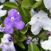ニオイバンマツリ,ニオイバンマツリ,散歩,白い花,花散歩の画像