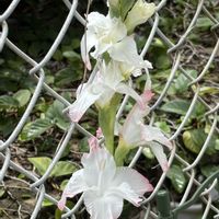 グラジオラス,球根植物,花のある暮らし,白い花マニア,おうち園芸の画像