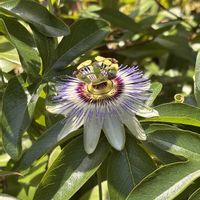トケイソウ,散歩の画像