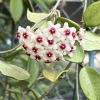 ホヤ・カルノーサ,花のある暮らし,白い花マニア,おうち園芸,白い水曜日♡の画像