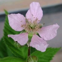ブラックベリー,すだちの花,GSに感謝。,お花のある暮らし,元気に育ててますよの画像