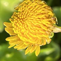 タンポポ,たんぽぽ,黄色の花,今日も元気で,今日も笑顔で♡の画像