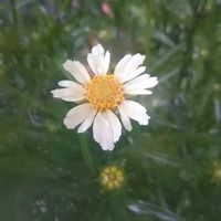 コレオプシス スタークラスター,花のある暮らし,見切り品,地味好き,我が家のベテランの画像