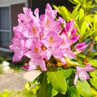 シャクナゲ,シャクナゲ,ガーデニング,ボタニカルライフ,お庭の植物の画像
