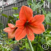 アマリリス,キュウリ,スカビオサ,ロータス ブリムストーン,小玉スイカの画像