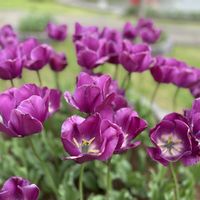 チューリップ,チューリップ,公園,お出かけ先の画像
