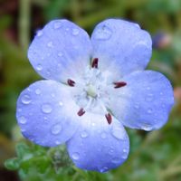 ネモフィラ,オルレア,いつも笑顔で〜〜♡,こぼれ種から,水曜日は水色の画像
