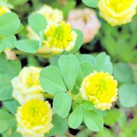 ラッキークローバー,クスダマツメクサ,幸せの黄色いクローバー,お花,黄色の花の画像