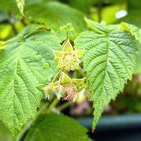 ラズベリー,実のなる植物,花のある暮らし,緑のある暮らし,ベランダの画像