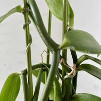 バニラ,観葉植物,根っこフェチ,キキ　バニラの画像