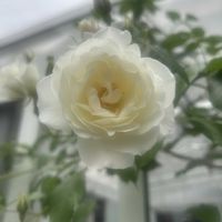アイスバーグ,庭の花,つるバラ,花のある暮らし,ばら バラ 薔薇の画像