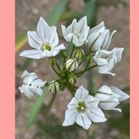 トリテレイア,ヤマボウシ,花のある暮らし,お花大好き♡,お散歩ちゃんキーホルダーの画像