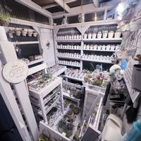 多肉植物寄せ植え,多肉棚DIY,手作り棚,棚DIY,DIYプランターの画像