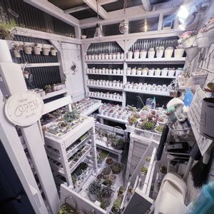 多肉植物寄せ植え,多肉棚DIY,手作り棚,棚DIY,DIYプランターの画像