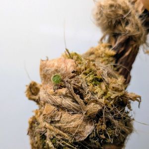 コウモリラン,コウモリラン・ビカクシダ,↓の画像