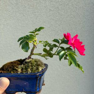 バラ,スギ　グロボーサ,盆栽,庭の画像
