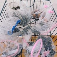 チューリップ,ラナンキュラス,ラナンキュラス　ラックス, 球根,ラナンキュラスの球根の画像