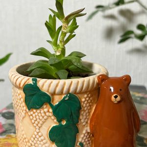 ハオルチア,ハオルチアツルギダ〝鶴亀”,多肉植物,リビング,徒長の画像