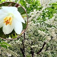 エゴノキ,初夏の花,花言葉,山野草,白い花の画像