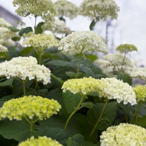 アナベル,ナチュラルガーデン,ジャンクガーデン,花のある暮らし,緑のある暮らしの画像