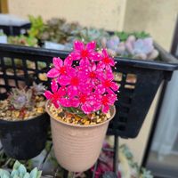 ベルム,タキタス,グラプトぺタルム,多肉植物,グラプト系の画像