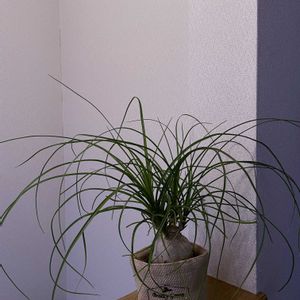 観葉植物,ポニーテール,iPhone撮影,階段/廊下の画像