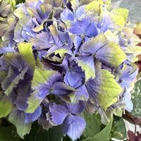 サフィニア,ありがとう❤️,斑入り。,キュンキュン乙女倶楽部,世界平和の画像