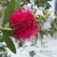 ブラシの木,花のある暮らしの画像