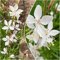 オキザリス,ガウラ,ゲンペイカズラ,斑入りシラン,アッズ桜白色の画像